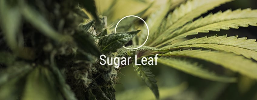Sugar Leaves Sugar Leaves