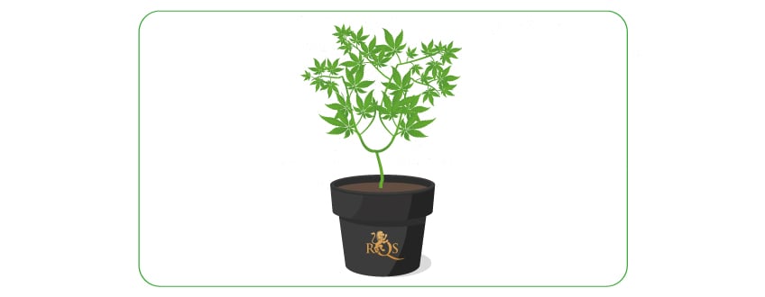 A cannabis plant undergoing topping and supercropping techniques, demonstrating methods to open up bushy growth and enhance nutrient and water uptake during the vegetative phase.