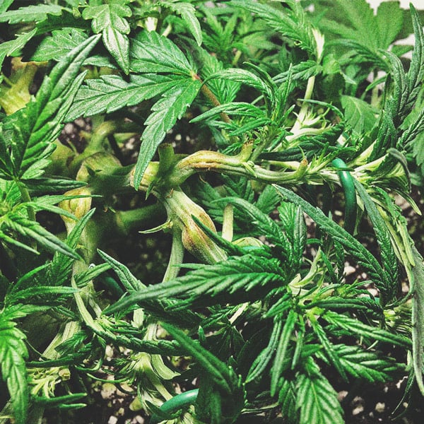 How To Grow Great Weed On A Balcony Or Terrace How To Grow Great Weed On A Balcony Or Terrace
