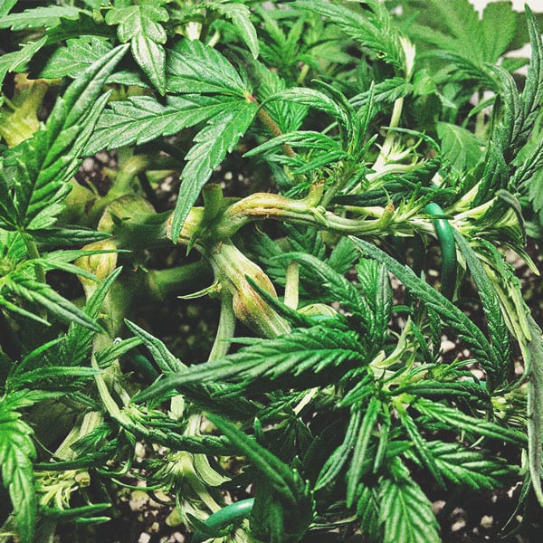 Can Air-Pots and Smart Pots Increase Cannabis Yields? - RQS Blog