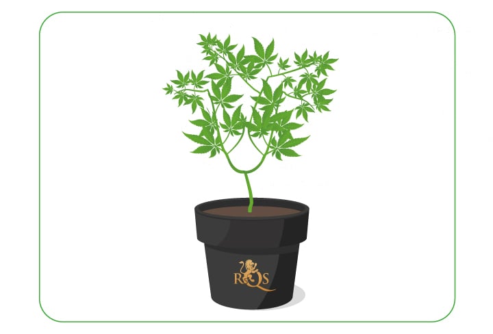 A cannabis plant undergoing topping and supercropping techniques, demonstrating methods to open up bushy growth and enhance nutrient and water uptake during the vegetative phase.