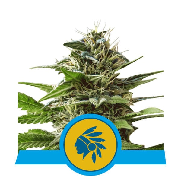 Tatanka Pure CBD Royal Queen Seeds