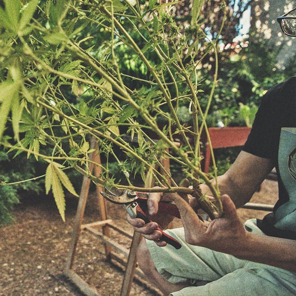 How to Grow Weed on a Budget: Indoors and Outdoors