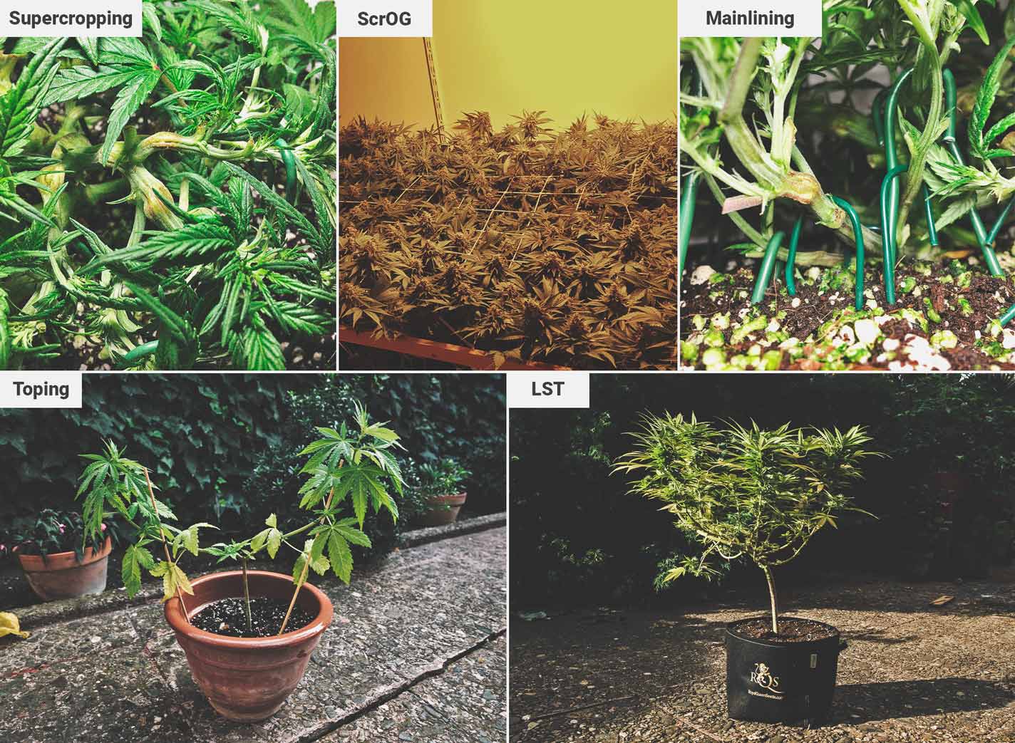 How To Grow Great Weed On A Balcony Or Terrace How To Grow Great Weed On A Balcony Or Terrace