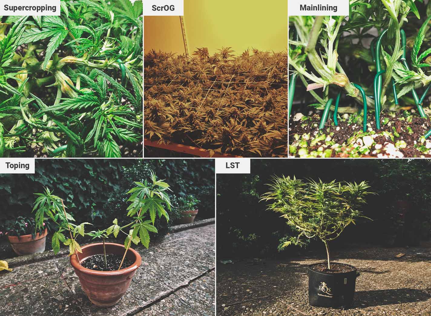 How To Grow Great Weed On A Balcony Or Terrace