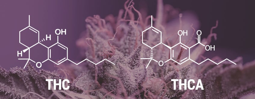 What Is THCA?