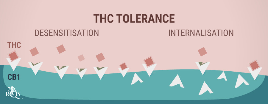 Marijuana Tolerance Chart