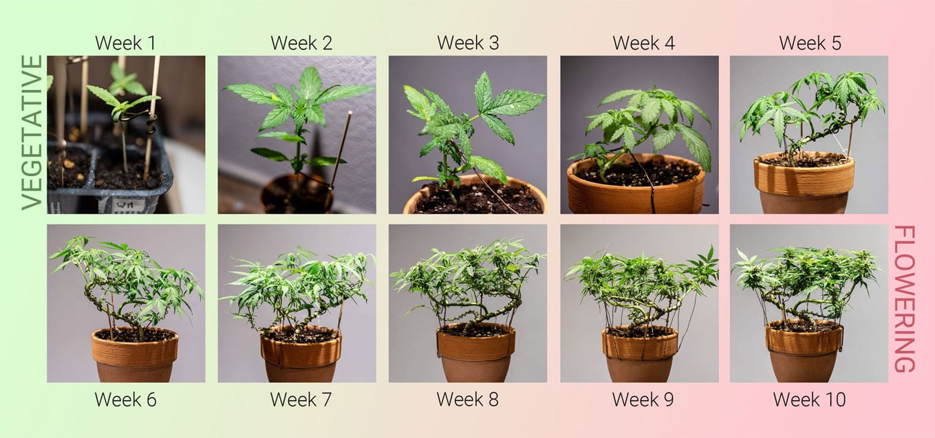 The Ultimate Guide to Growing a Bonsai Marijuana Plant