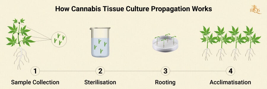 HOW CANNABIS TISSUE PROPAGATION WORKS