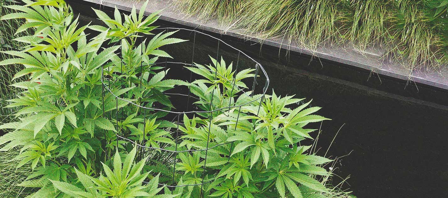 Best Ways To Support Large Cannabis Buds Indoors and Outdoors Best Ways To Support Large Cannabis Buds Indoors and Outdoors