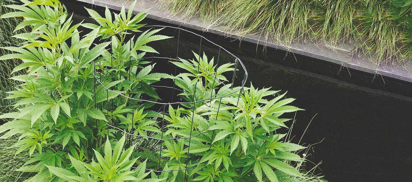 Best Ways To Support Large Cannabis Buds Indoors and Outdoors