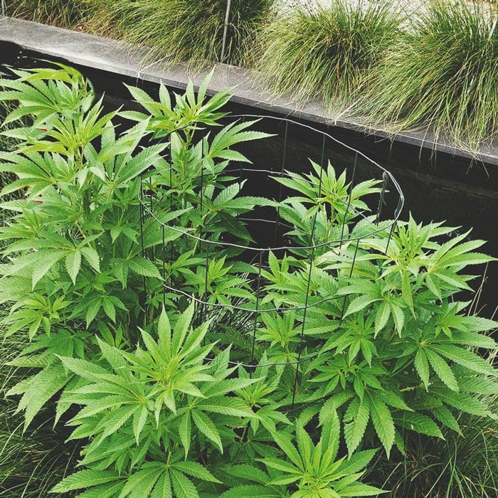 Best Ways To Support Large Cannabis Buds Indoors and Outdoors Best Ways To Support Large Cannabis Buds Indoors and Outdoors