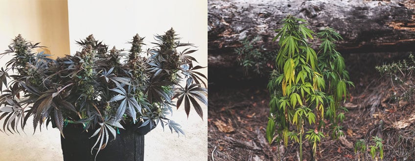 A comparison image showing two cannabis plants side by side: one topped with two main stems and bushier growth, and one non-topped with a single taller stem, highlighting the differences between topped vs non-topped cannabis plants.