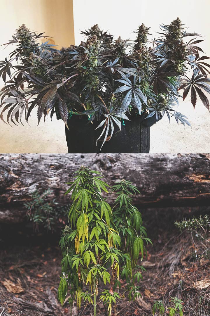 A comparison image showing two cannabis plants side by side: one topped with two main stems and bushier growth, and one non-topped with a single taller stem, highlighting the differences between topped vs non-topped cannabis plants.