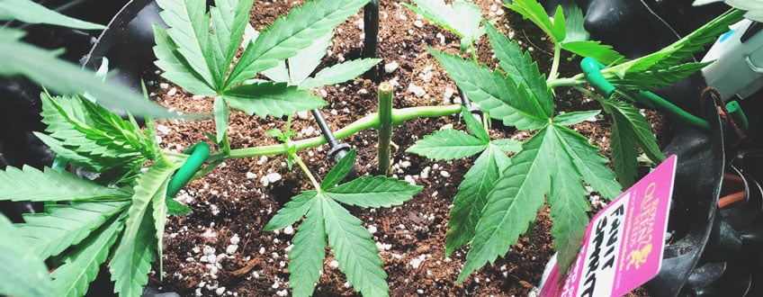 A cannabis plant showing the effects of the topping technique, with two main stems growing from the cut tip, demonstrating bushier growth in the vegetative stage.