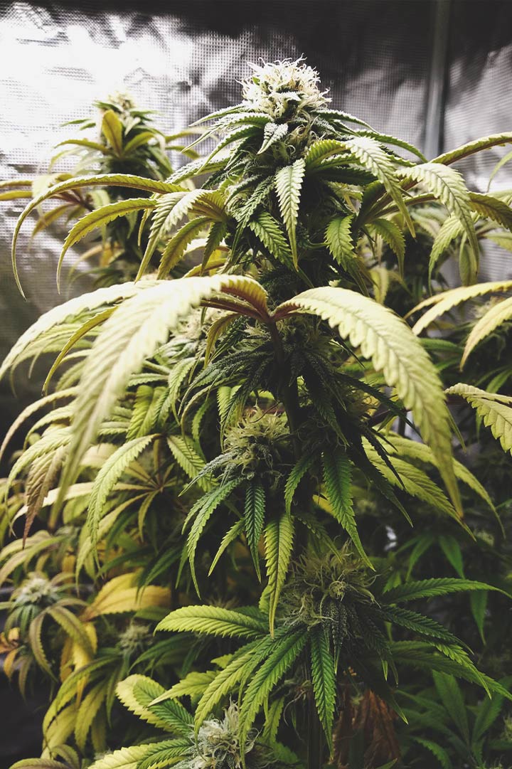 A close-up image showing a healthy cannabis plant with multiple colas after topping, highlighting the potential for improved yields in topped cannabis plants.
