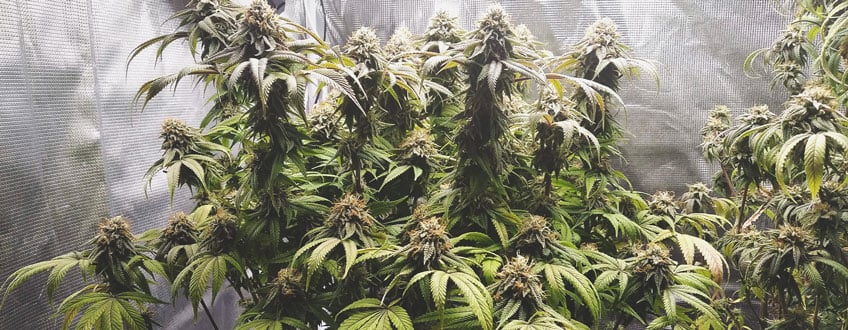 A close-up image showing a healthy cannabis plant with multiple colas after topping, highlighting the potential for improved yields in topped cannabis plants.
