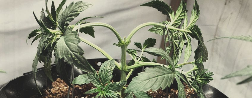 Can Air-Pots and Smart Pots Increase Cannabis Yields? - RQS Blog