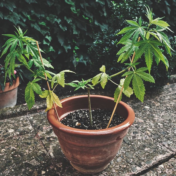 How To Grow Great Weed On A Balcony Or Terrace