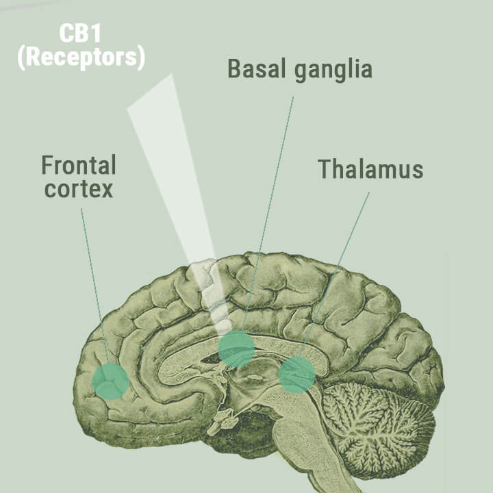 Medical Marijuana Treating Tourette