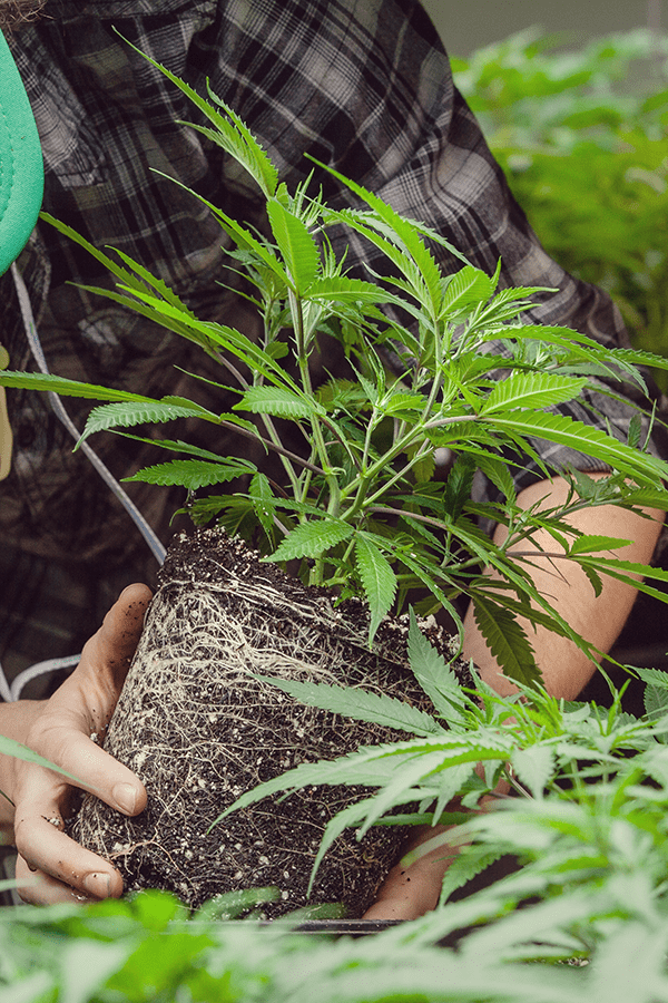 How And When To Transplant Your Weed RQS Blog