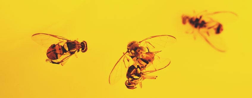 Honey Trap Honey Trap