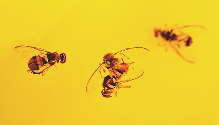 Honey Trap Honey Trap