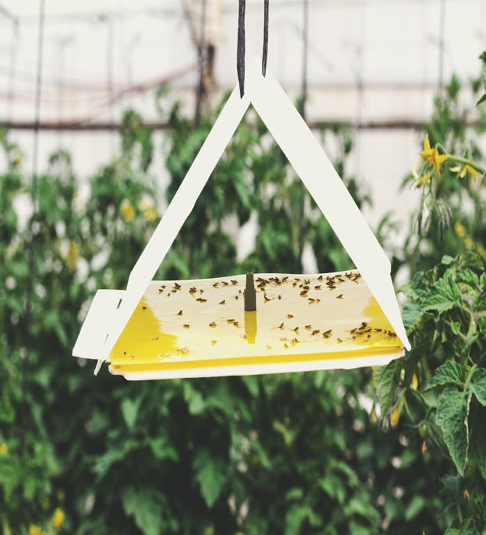 Keep Crickets Away From Your Cannabis Plants Keep Crickets Away From Your Cannabis Plants