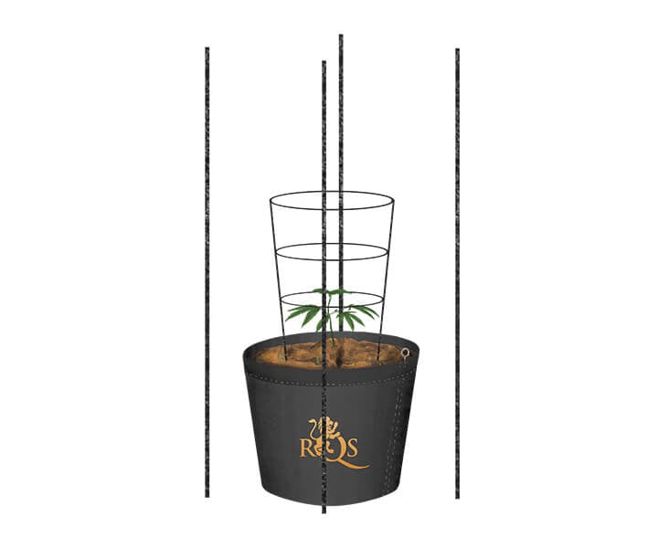 How To Trellis Cannabis Outdoors How To Trellis Cannabis Outdoors