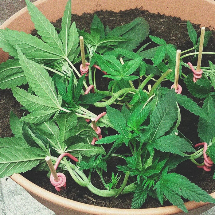 Best Ways To Support Large Cannabis Buds Indoors and Outdoors Best Ways To Support Large Cannabis Buds Indoors and Outdoors