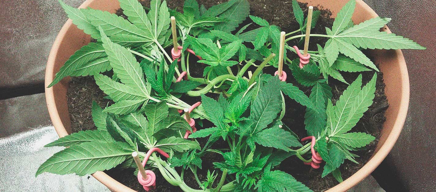 Best Ways To Support Large Cannabis Buds Indoors and Outdoors