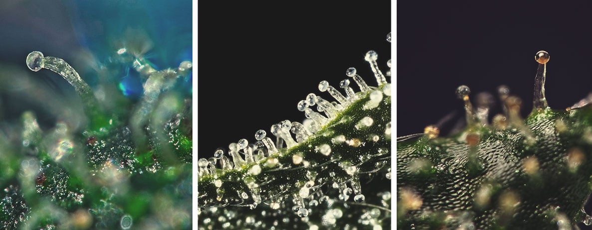 Trichomes Trichomes