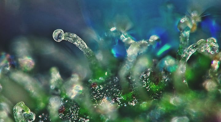 Trichomes Trichomes