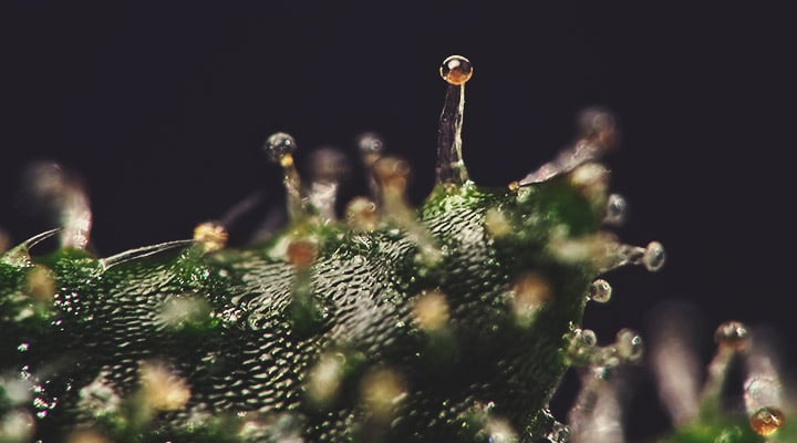 Trichomes Trichomes