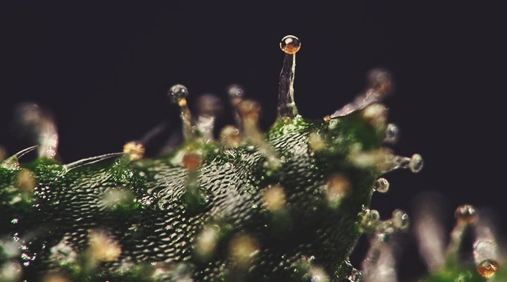 Trichomes