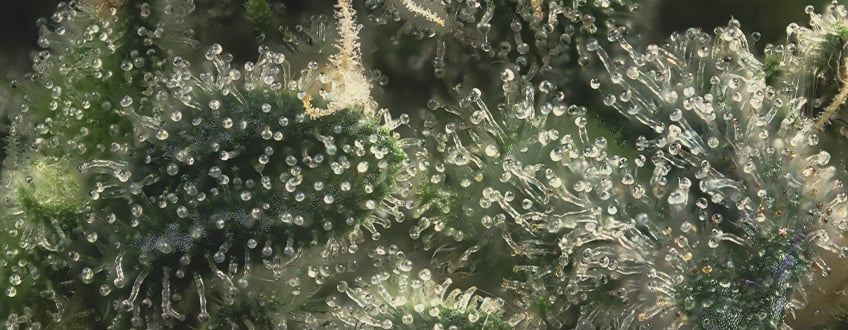 trichomes-cannabis.jpg