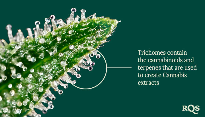 Trichomes