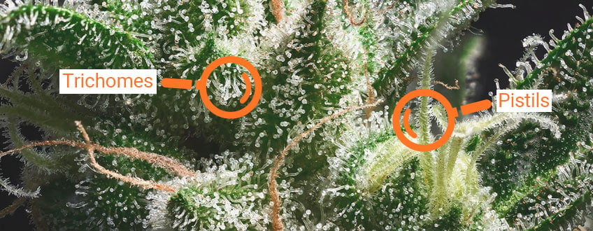 Pistils and trichomes