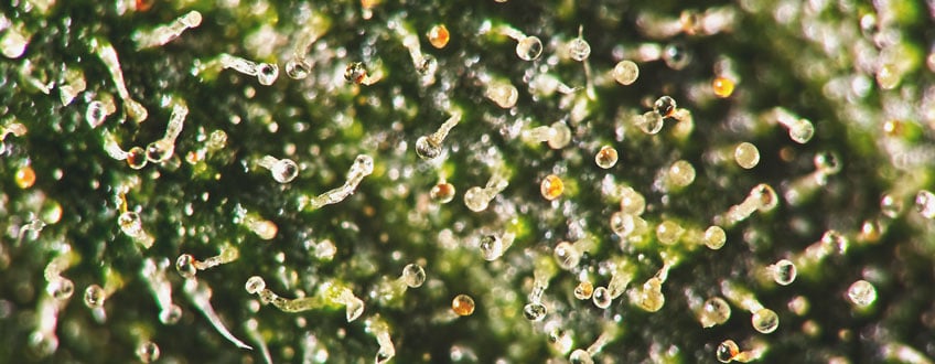 Over-ripe Trichomes