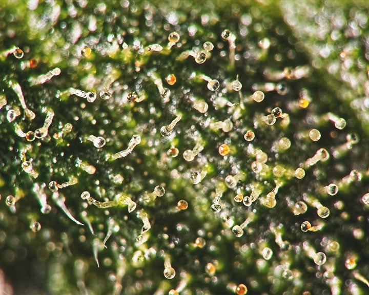 Over-ripe Trichomes