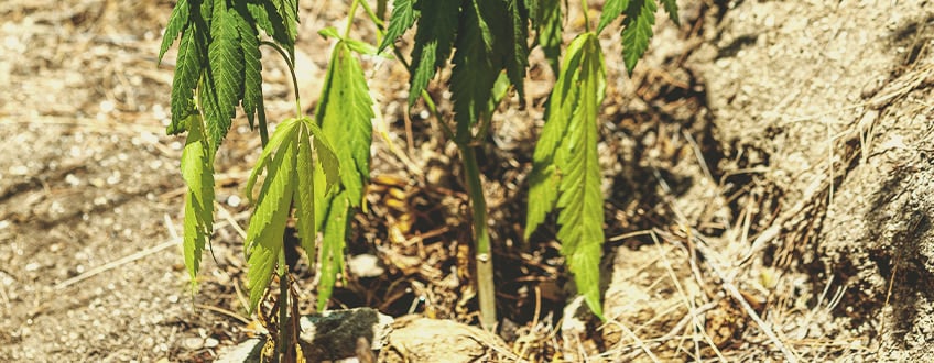 How To Revive an Underwatered Plant