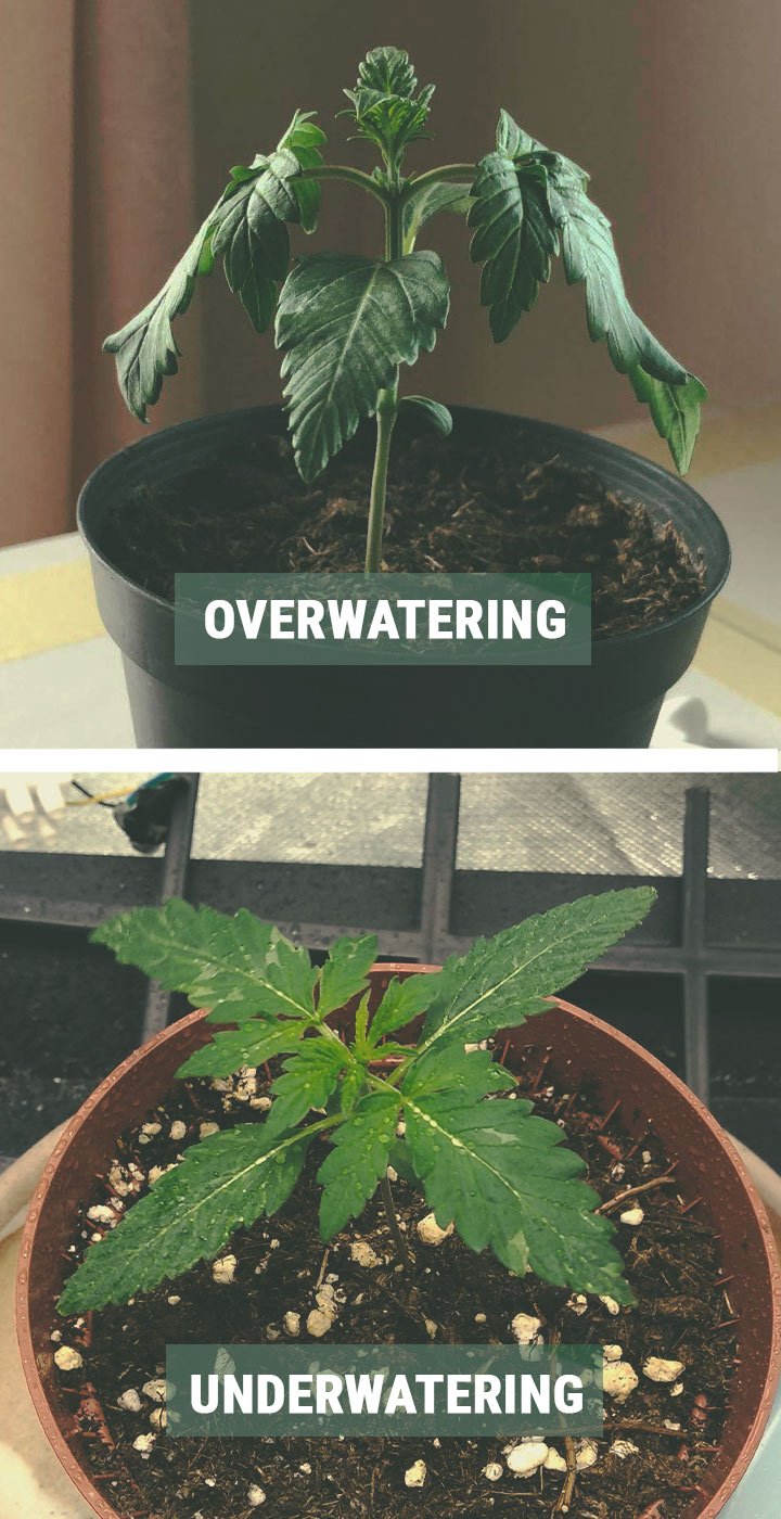 HOW TO WATER YOUR SEEDLINGS