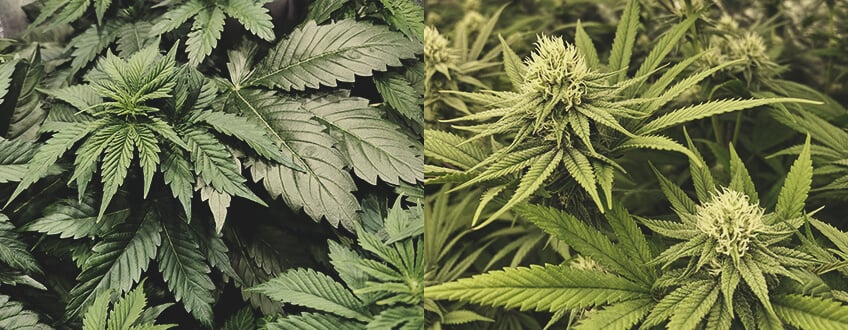 How Long Does It Take to Grow Cannabis? How Long Does It Take to Grow Cannabis?