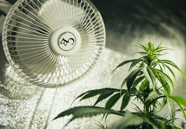 Complete Ventilation Guide for Your Cannabis Grow Room Complete Ventilation Guide for Your Cannabis Grow Room