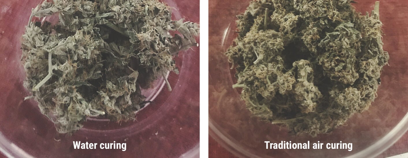 Cannabis Water Curing Cannabis Water Curing