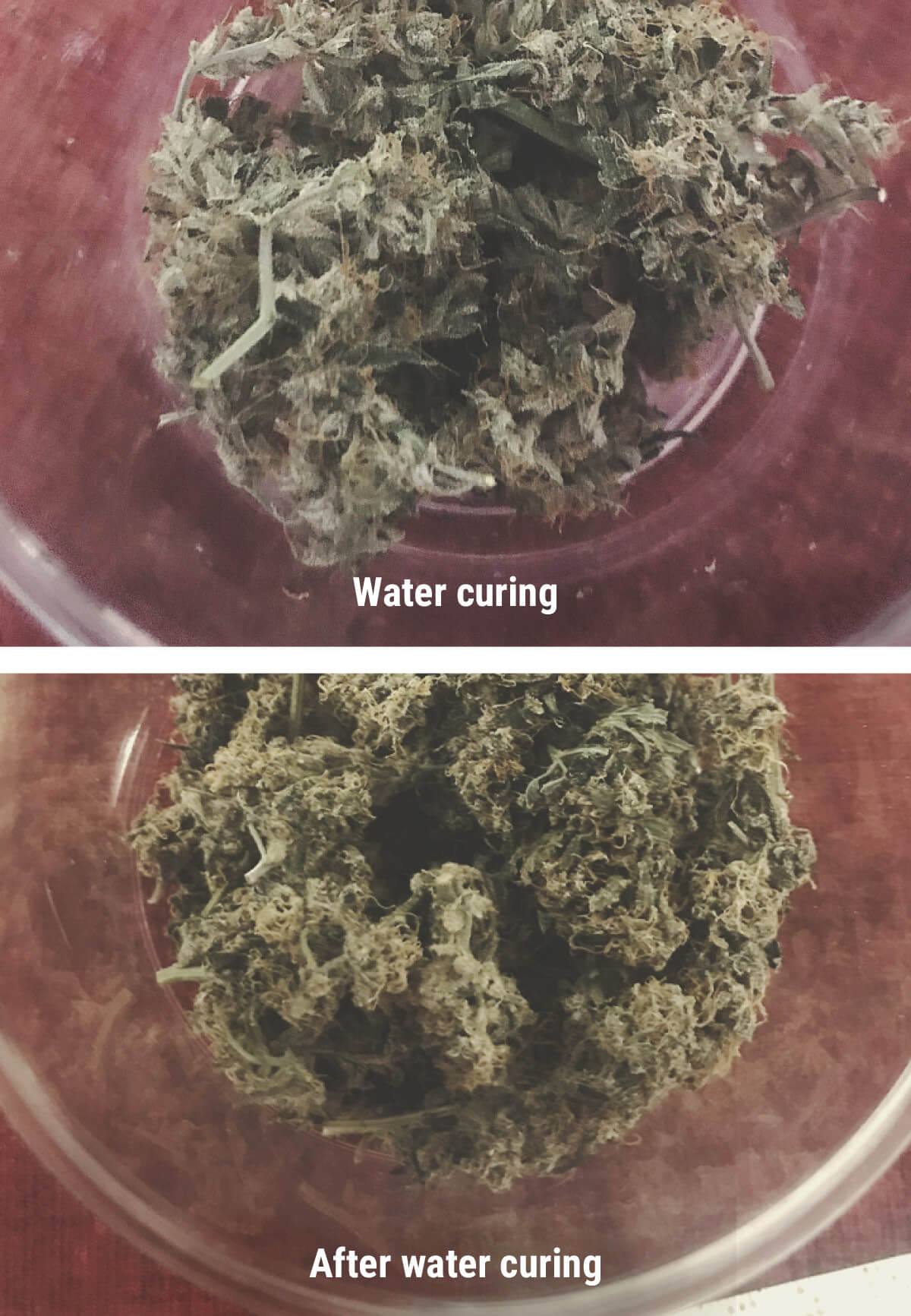Cannabis Water Curing