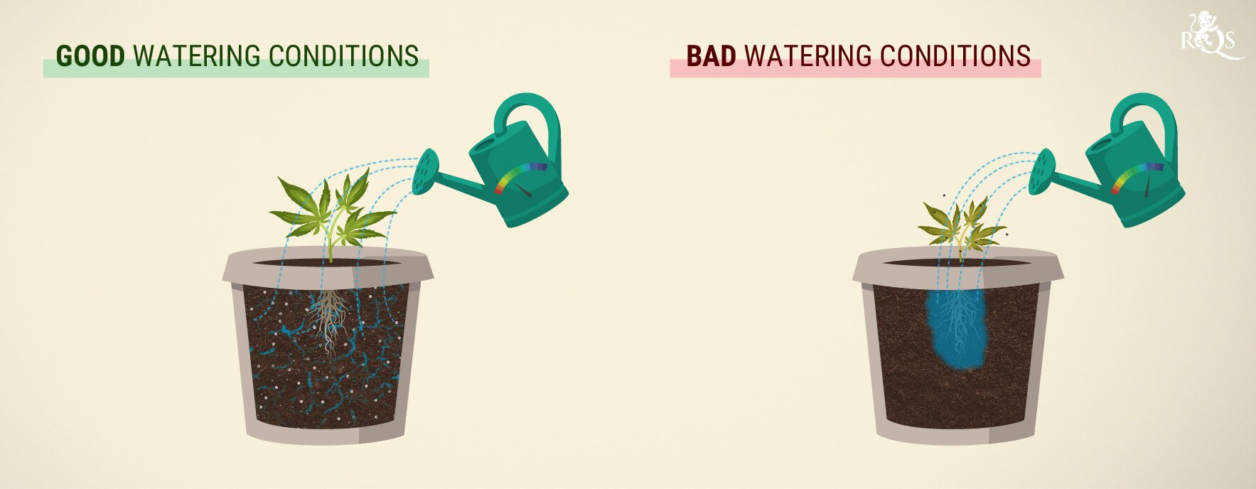 How Much Should You Water Cannabis? How Much Should You Water Cannabis?