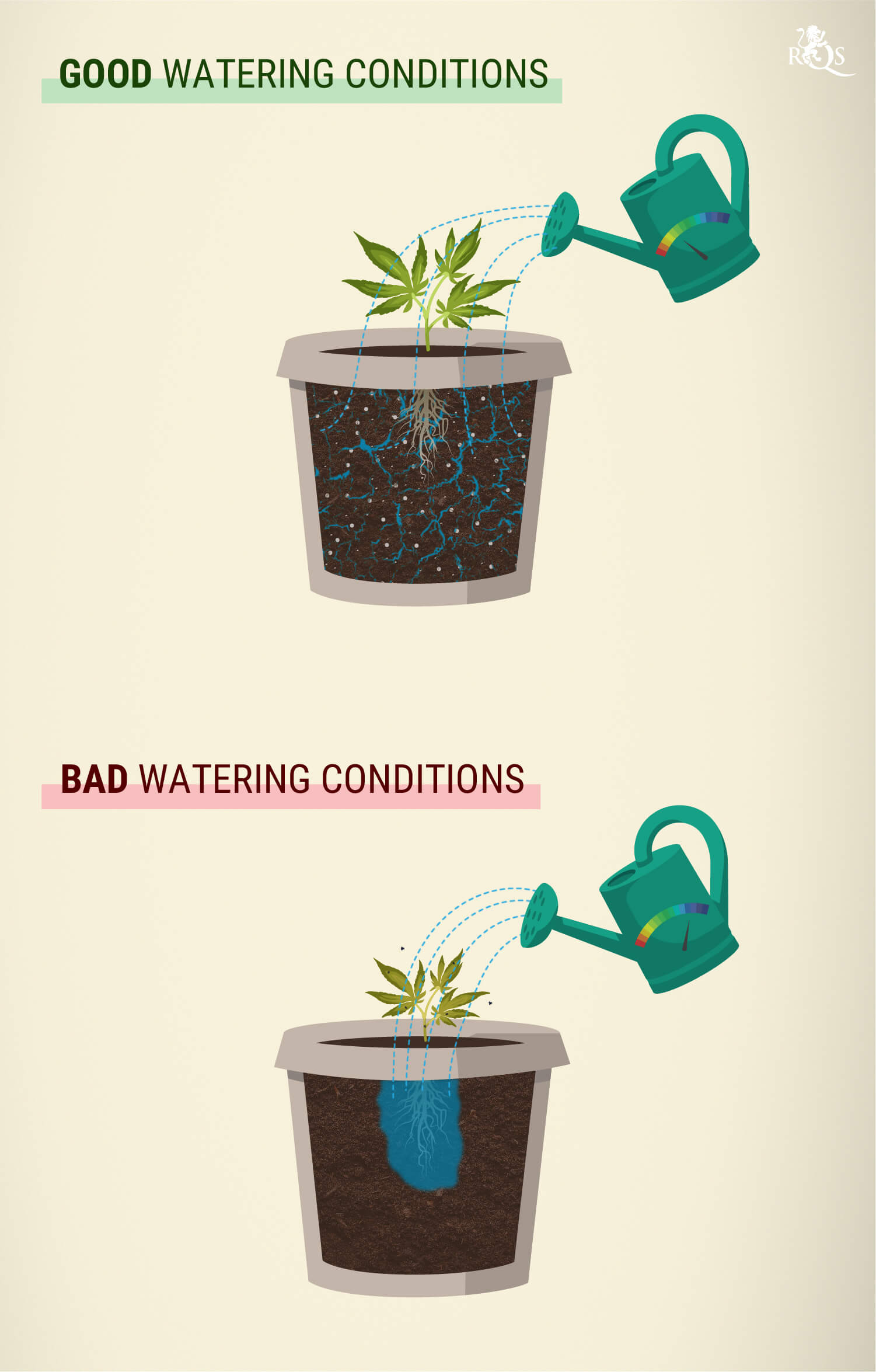 How Much Should You Water Cannabis?