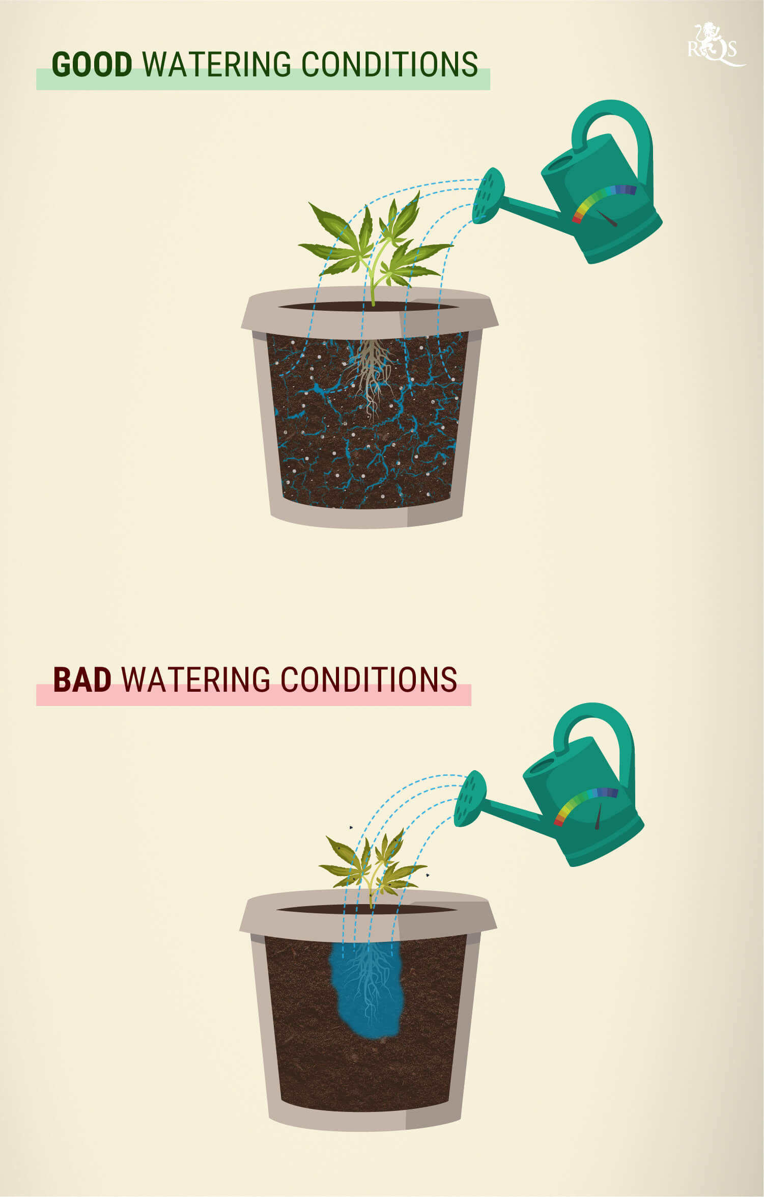 How Much Should You Water Cannabis? How Much Should You Water Cannabis?