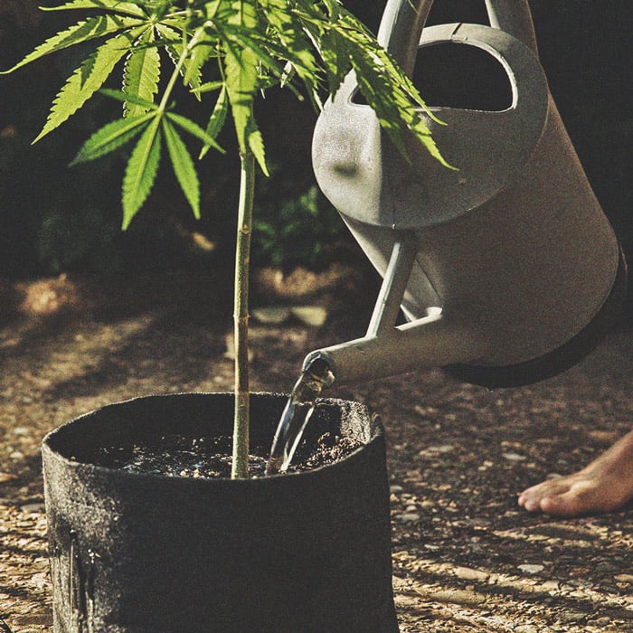 Cannabis And Water Quality Part 3: Choosing A Water Source Cannabis And Water Quality Part 3: Choosing A Water Source